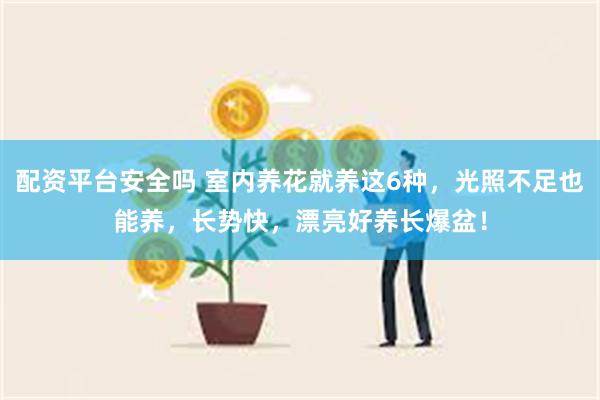 配资平台安全吗 室内养花就养这6种，光照不足也能养，长势快，漂亮好养长爆盆！